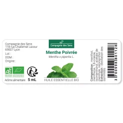 Menthe poivrée (Mentha piperita)
