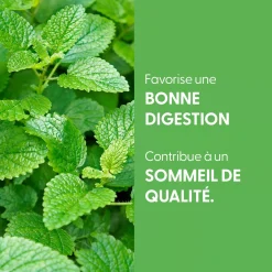 Mélisse bio (Melissa Officinalis) – Extrait hydroalcoolique concentré