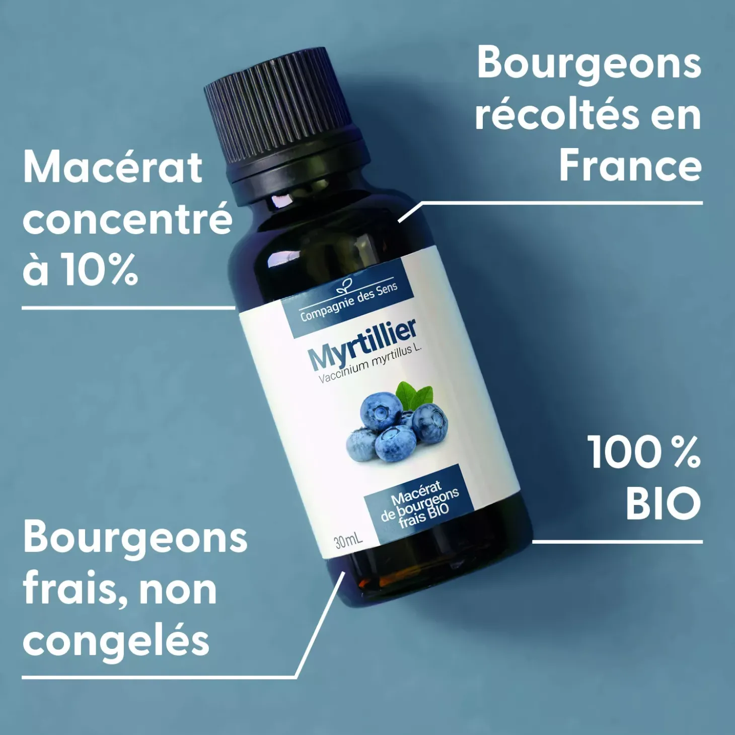 Myrtillier bio (Vaccinium Myrtillus) – Macérat concentré de bourgeons frais