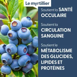 Myrtillier bio (Vaccinium Myrtillus) – Macérat concentré de bourgeons frais