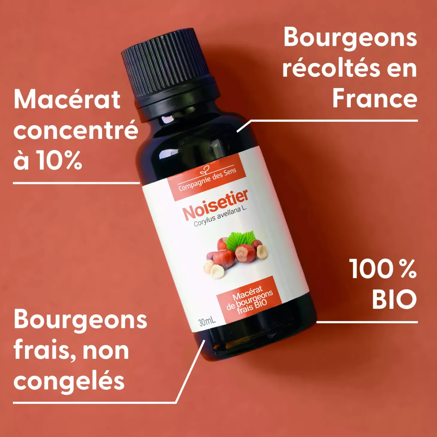 Noisetier bio (Corylus Avellana) – Macérat concentré de bourgeons frais