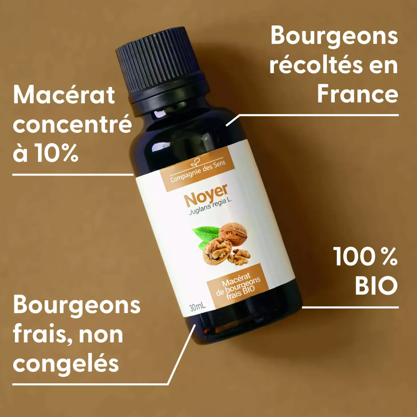 Noyer bio (Juglans Regia) – Macérat concentré de bourgeons frais