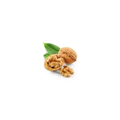 Noyer bio (Juglans Regia) – Macérat concentré de bourgeons frais