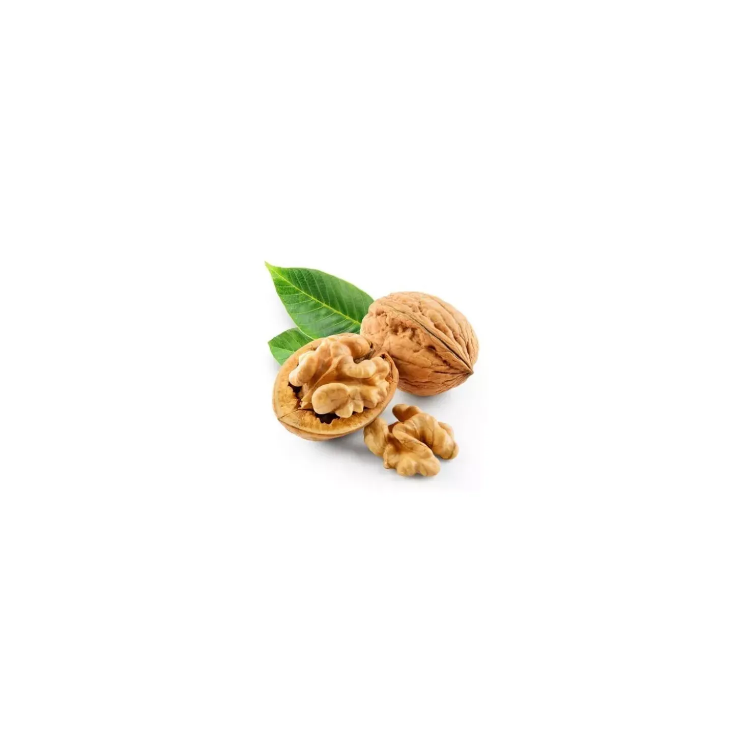 Noyer bio (Juglans Regia) – Macérat concentré de bourgeons frais