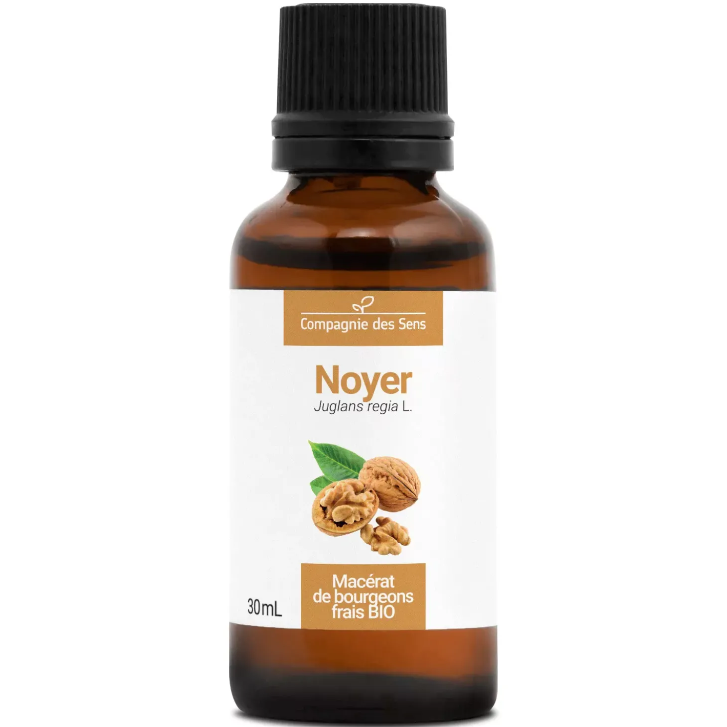 Noyer bio (Juglans Regia) – Macérat concentré de bourgeons frais