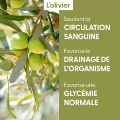 Olivier bio (Olea Europaea) – Macérat concentré de bourgeons frais
