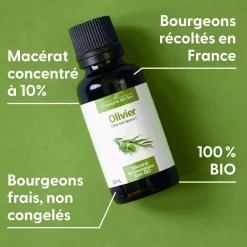 Olivier bio (Olea Europaea) – Macérat concentré de bourgeons frais