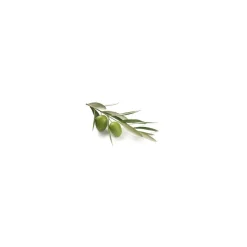 Olivier bio (Olea Europaea) – Macérat concentré de bourgeons frais