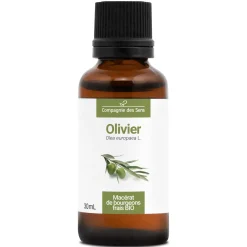 Olivier bio (Olea Europaea) – Macérat concentré de bourgeons frais