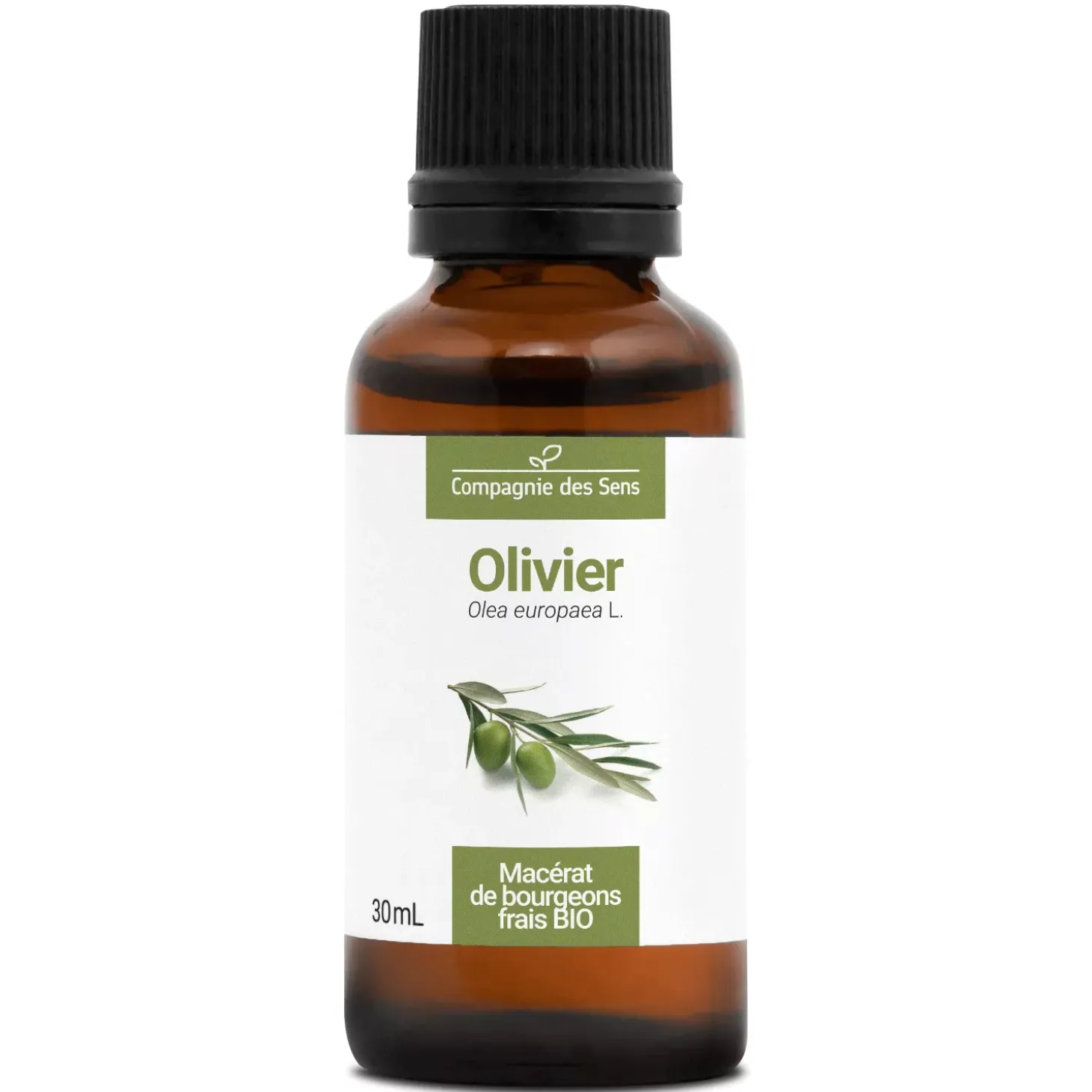 Olivier bio (Olea Europaea) – Macérat concentré de bourgeons frais