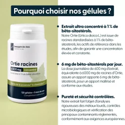 Ortie racines concentrées