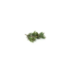 Pin Sylvestre bio (Pinus Sylvestris) – Macérat concentré de bourgeons frais