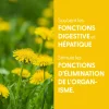 Pissenlit bio (Taraxacum Officinale) – Extrait hydroalcoolique concentré