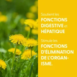 Pissenlit bio (Taraxacum Officinale) – Extrait hydroalcoolique concentré