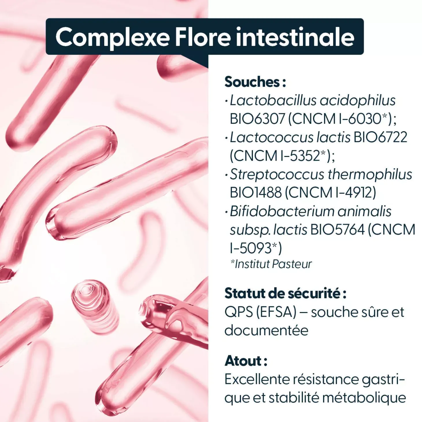 Probiotiques Flore intestinale