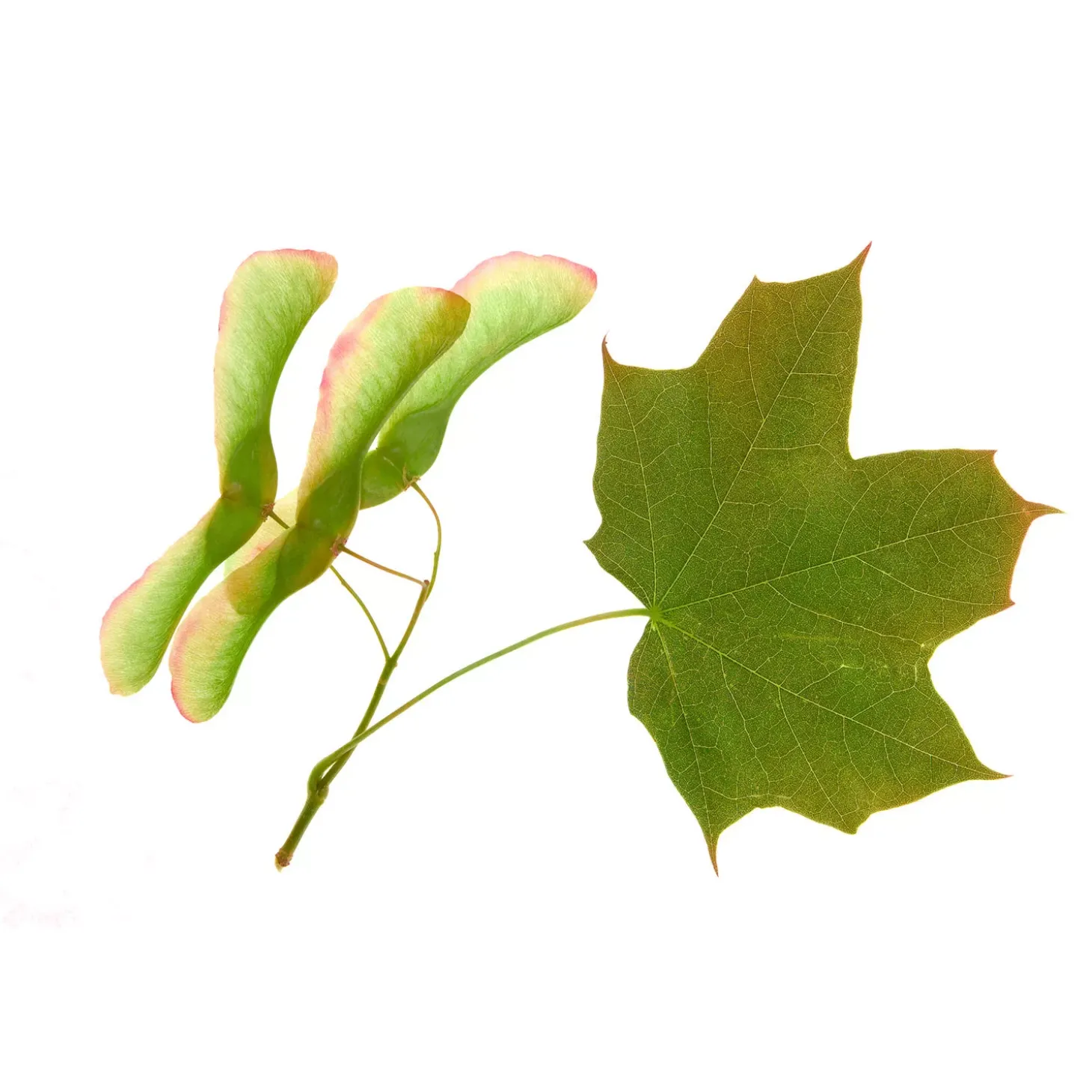 Érable bio (Acer Campestre) – Macérat concentré de bourgeons frais