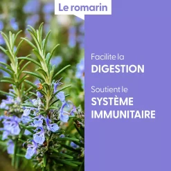 Romarin bio (Rosmarinus Officinalis) – Macérat concentré de bourgeons frais