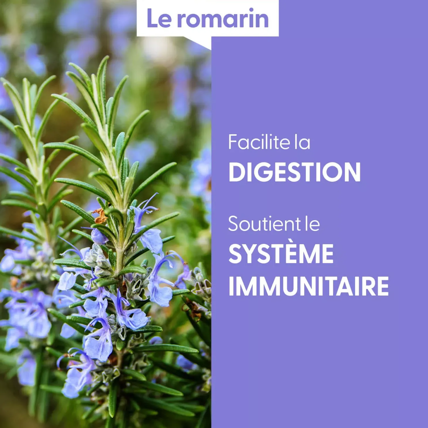 Romarin bio (Rosmarinus Officinalis) – Macérat concentré de bourgeons frais