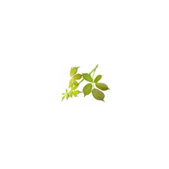 Ronce bio (Rubus Fruticosus) – Macérat concentré de bourgeons frais