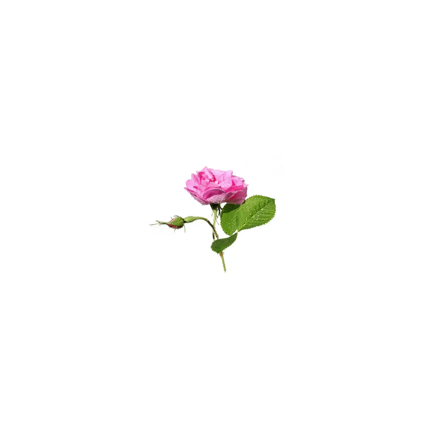 Rose de damas