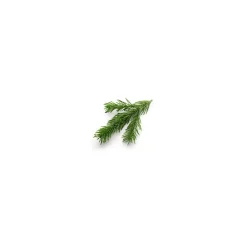 Sapin baumier (Abies balsamea)