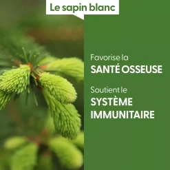 Sapin Blanc bio (Abies Alba) – Macérat concentré de bourgeons frais