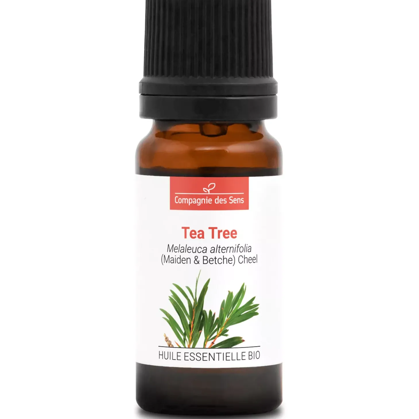 Tea tree (Melaleuca alternifolia)
