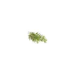 Tea tree (Melaleuca alternifolia)