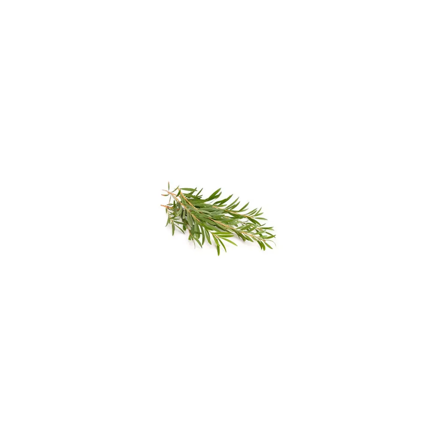 Tea tree (Melaleuca alternifolia)