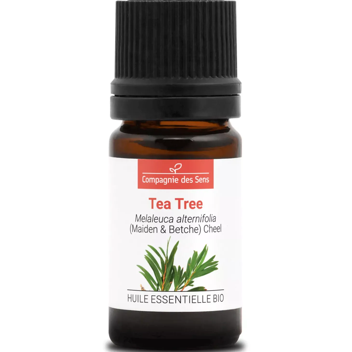 Tea tree (Melaleuca alternifolia)