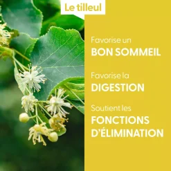 Tilleul bio (Tilia Tomentosa) – Macérat concentré de bourgeons frais