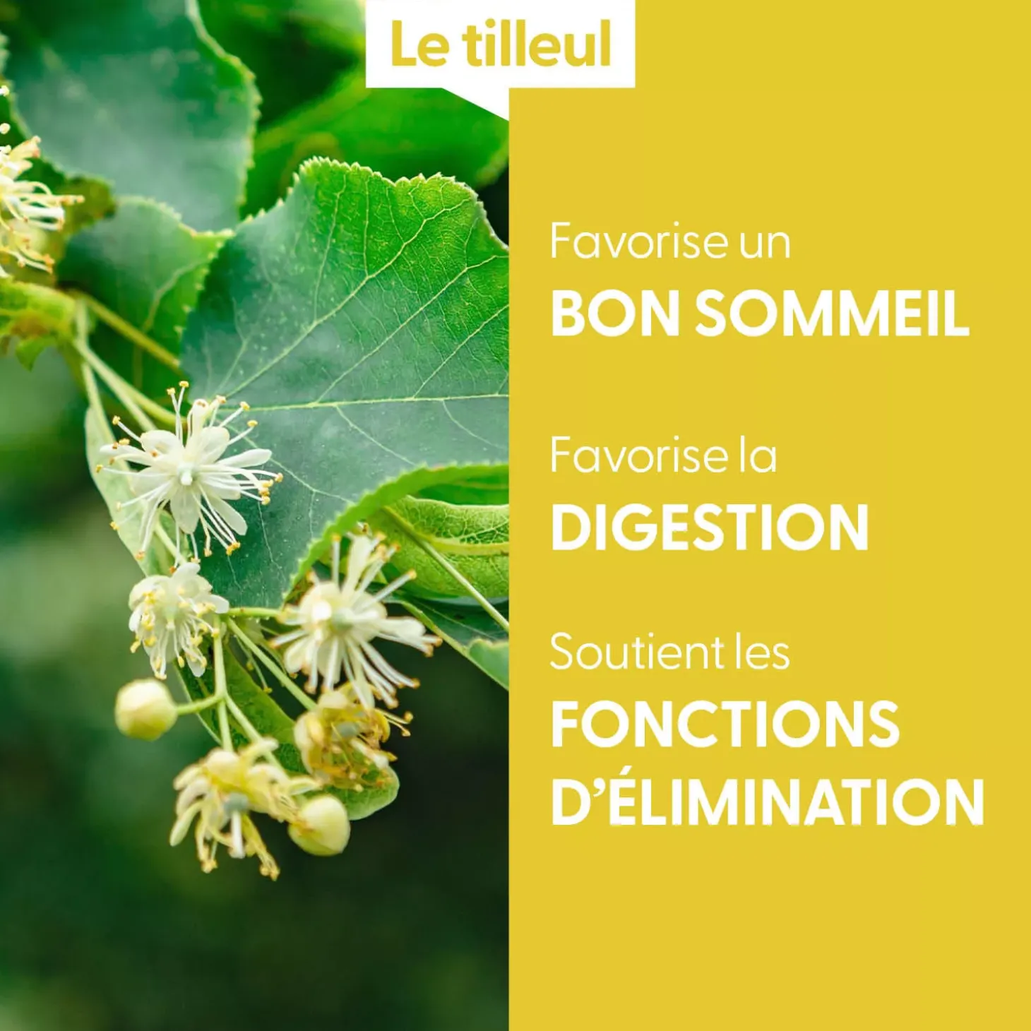 Tilleul bio (Tilia Tomentosa) – Macérat concentré de bourgeons frais