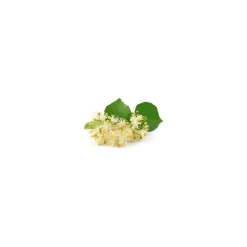 Tilleul bio (Tilia Tomentosa) – Macérat concentré de bourgeons frais