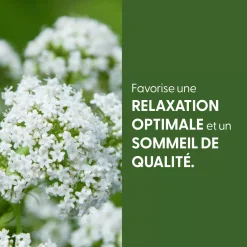 Valériane bio (Valeriana Officinalis) – Extrait hydroalcoolique concentré