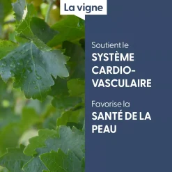 Vigne bio (Vitis Vinifera) – Macérat concentré de bourgeons frais