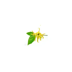 Ylang ylang complète